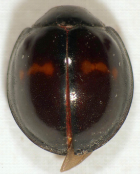 Coccinelle Chilochorus bipustulatus